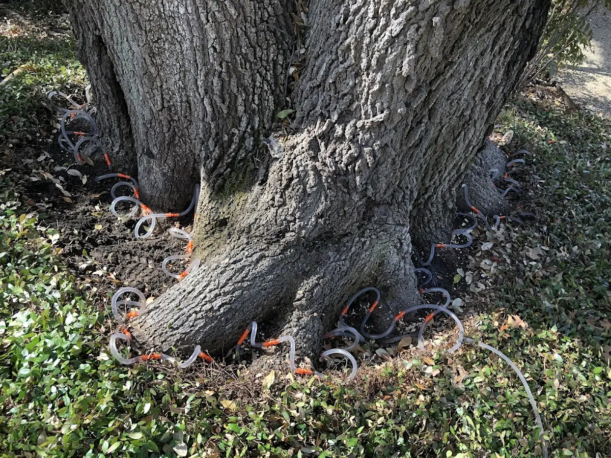 Detailed Tree Cabling and Bracing job site in Hiram
