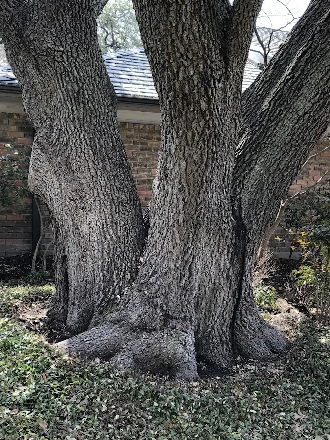 Mature heritage tree close to a Hiram property cared for by certified arborists